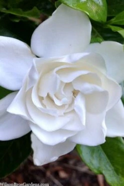 Summer Snow Gardenia - 3 Gallon Pot -Foliage Dream Sales Store gardenia jasminoides summer snow 3