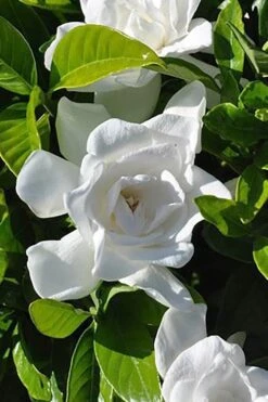 Summer Snow Gardenia - 3 Gallon Pot -Foliage Dream Sales Store gardenia jasminoides summer snow 4