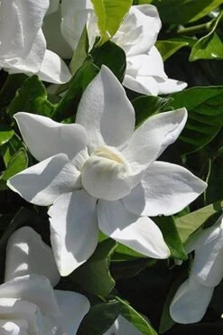 Summer Snow Gardenia - 3 Gallon Pot -Foliage Dream Sales Store gardenia jasminoides summer snow 5