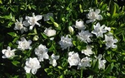 Summer Snow Gardenia - 3 Gallon Pot -Foliage Dream Sales Store gardenia jasminoides summer snow 9