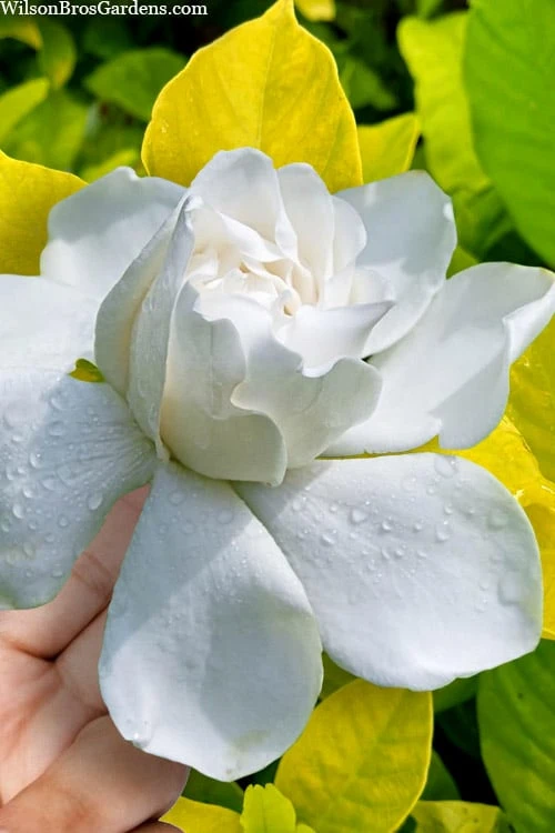 Gold Doubloon Gardenia - 3 Gallon Pot 1 Gold Doubloon Gardenia - 3 Gallon Pot