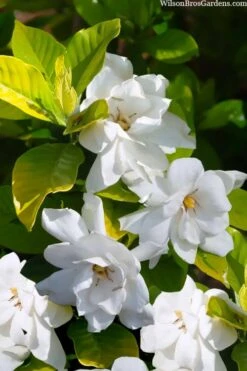 Gold Doubloon Gardenia - 1 Gallon Pot 8 Gold Doubloon Gardenia - 1 Gallon Pot -Foliage Dream Sales Store gardenia ogon no hana gold doubloon 3 1