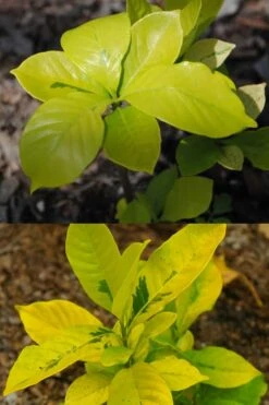 Gold Doubloon Gardenia - 1 Gallon Pot 9 Gold Doubloon Gardenia - 1 Gallon Pot -Foliage Dream Sales Store gardenia ogon no hana gold doubloon 4 1