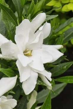 Radicans Creeping Dwarf Gardenia - 6 Pack Of 1 Gallon Pots -Foliage Dream Sales Store gardenia radicans 22