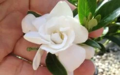 Jubilation Gardenia - 6 Pack Of 1 Gallon Pots -Foliage Dream Sales Store gardeniajubilation 1