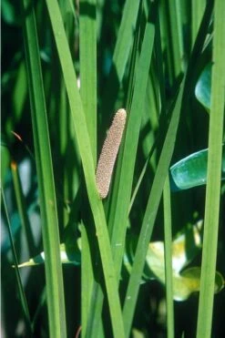 American Sweet Flag (Acorus Americanus) - 8 Pack Of 1 Gallon Pots -Foliage Dream Sales Store grass american sedge 500x750 1