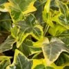 Gold Child Ivy (Hedera Helix) - 6 Pack Of Pint Pots