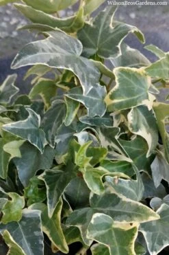 Ingelise English Ivy (Hedera) - 10 Pack Of 4" Pots -Foliage Dream Sales Store hedera helix ingelise english ivy 4