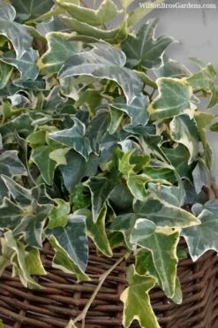 Ingelise English Ivy (Hedera) - 5 Pack Of Pint Pots -Foliage Dream Sales Store hedera helix ingelise english ivy 6 1
