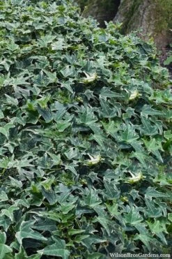 Ingelise English Ivy (Hedera) - 10 Pack Of 4" Pots -Foliage Dream Sales Store hedera helix ingelise english ivy 7