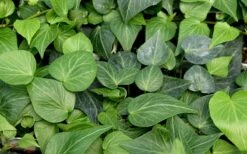 Teardrop Ivy (Hedera Helix) - 5 Pack Of Pint Pots -Foliage Dream Sales Store hedera helix teardrop ivy 100