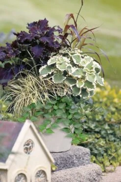 Teardrop Ivy (Hedera Helix) - 5 Pack Of Pint Pots -Foliage Dream Sales Store hedera helix teardrop ivy 101