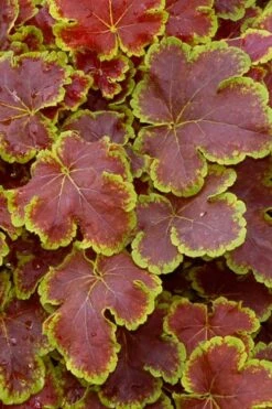 Solar Eclipse Heucherella (Foamy Bells) - 1 Gallon Pot -Foliage Dream Sales Store heucherella solar eclipse 1