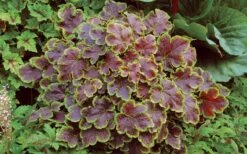 Solar Eclipse Heucherella (Foamy Bells) - 1 Gallon Pot -Foliage Dream Sales Store heucherella solar eclipse 3