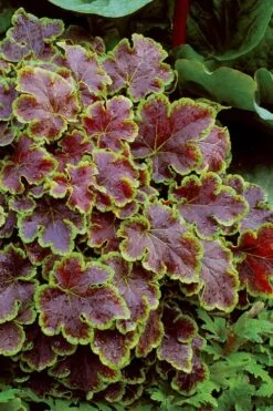 Solar Eclipse Heucherella (Foamy Bells) - 1 Gallon Pot -Foliage Dream Sales Store heucherella solar eclipse 4