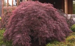 Crimson Queen Dwarf Japanese Maple (High Graft Tree Form) - 1 Gallon Pot -Foliage Dream Sales Store ja panese Maple Crimson Queen 50
