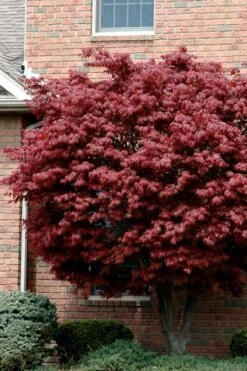Bloodgood Red Leaf Japanese Maple - 1 Gallon Pot