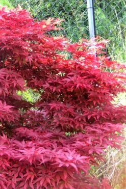 Fireglow Red Leaf Japanese Maple - 5 Gallon Pot (3-4') 13 Fireglow Red Leaf Japanese Maple - 5 Gallon Pot (3-4') -Foliage Dream Sales Store japanese maple fireglow 11 2