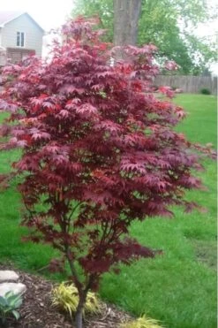 Fireglow Red Leaf Japanese Maple - 5 Gallon Pot (3-4') 12 Fireglow Red Leaf Japanese Maple - 5 Gallon Pot (3-4') -Foliage Dream Sales Store japanese maple fireglow 12 2