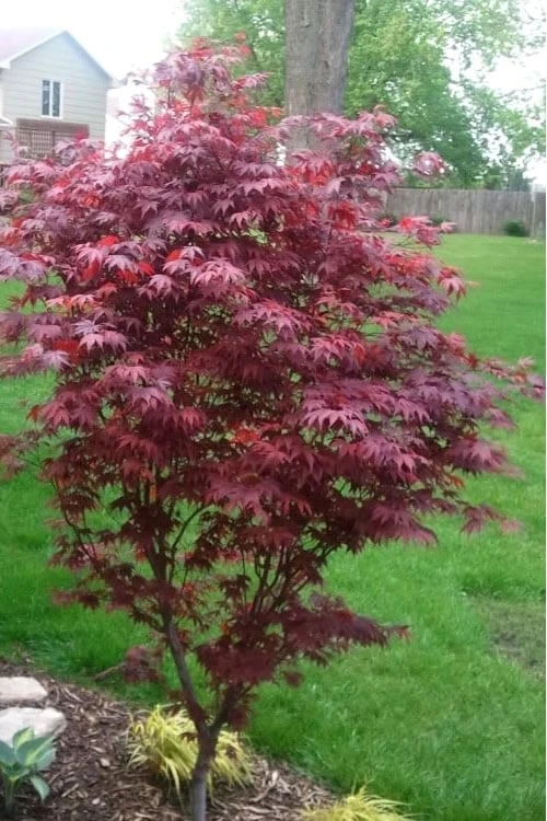 Fireglow Red Leaf Japanese Maple - 5 Gallon Pot (3-4') 5 Fireglow Red Leaf Japanese Maple - 5 Gallon Pot (3-4') - Image 5