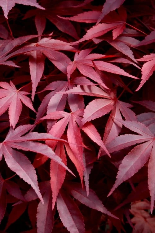 Fireglow Red Leaf Japanese Maple - 5 Gallon Pot (3-4') 1 Fireglow Red Leaf Japanese Maple - 5 Gallon Pot (3-4')