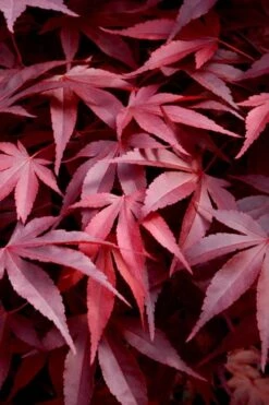 Fireglow Red Leaf Japanese Maple - 5 Gallon Pot (4.5-5.5')