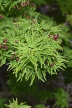 Lions Head Japanese Maple (Acer Palmatum 'Shishigashira') - 2.5 Gallon Pot 14 Lions Head Japanese Maple (Acer Palmatum 'Shishigashira') - 2.5 Gallon Pot -Foliage Dream Sales Store japanese maple lions head shishigashira 1 1