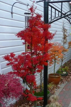 Lions Head Japanese Maple - Acer Palmatum 'Shishigashira' - 1 Gallon Pot -Foliage Dream Sales Store japanese maple lions head shishigashira 3