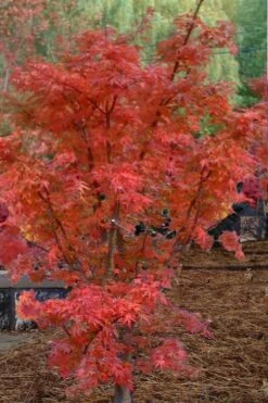 Lions Head Japanese Maple (Acer Palmatum 'Shishigashira') - 2.5 Gallon Pot 13 Lions Head Japanese Maple (Acer Palmatum 'Shishigashira') - 2.5 Gallon Pot -Foliage Dream Sales Store japanese maple lions head shishigashira 4 1