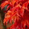 Lions Head Japanese Maple - Acer Palmatum 'Shishigashira' - 3 Gallon Pot