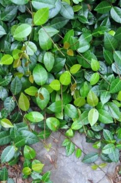 Asian Jasmine - Asiatic Jasmine - 6 Pack Of Pint Pots -Foliage Dream Sales Store jasmine asian 10