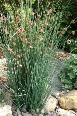 Elk's Blue California Gray Rush (Juncus Patens) - 1 Gallon Pot -Foliage Dream Sales Store juncus patens elk blue california rush 9