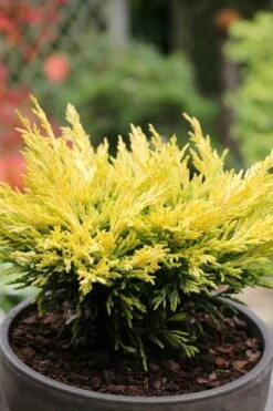 Limeglow Golden Andorra Compact Juniper - 3 Gallon Pot -Foliage Dream Sales Store juniper horizontalis lime glow 23