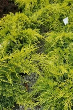 Gold Lace Juniper - 6 Pack Of 1 Gallon Pot -Foliage Dream Sales Store juniperus chinensis gold lace juniper 2