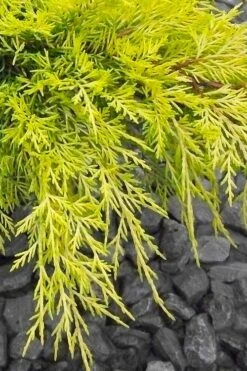 Gold Lace Juniper - 6 Pack Of 1 Gallon Pot -Foliage Dream Sales Store juniperus chinensis gold lace juniper 3