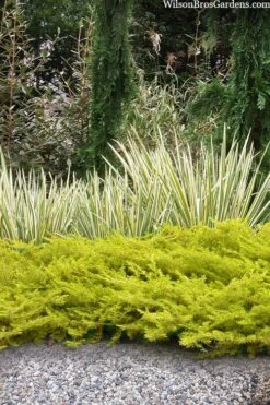 All Gold Golden Pacific Juniper - 6 Pack Of 1 Gallon Pots -Foliage Dream Sales Store juniperus conferta all gold pacific shore juniper 20