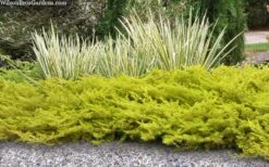 All Gold Golden Pacific Juniper - 3 Gallon Pot -Foliage Dream Sales Store juniperus conferta all gold pacific shore juniper 21