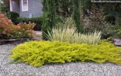 All Gold Golden Pacific Juniper - 3 Gallon Pot -Foliage Dream Sales Store juniperus conferta all gold pacific shore juniper 22