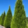 Brodie Eastern Red Cedar - 7 Gallon Pot (4-5')