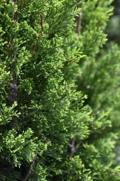 Brodie Eastern Red Cedar - 7 Gallon Pot (4-5') -Foliage Dream Sales Store juniperus virginiana brodie eastern red cedar 3 1