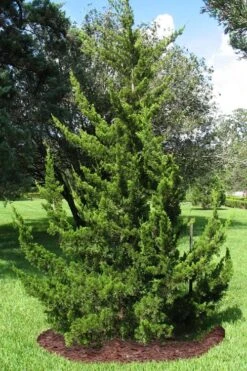 Canaertii Juniper (Red Cedar) - 3 Gallon Pot -Foliage Dream Sales Store juniperus virginiana canaertii eatern red cedar 2 1