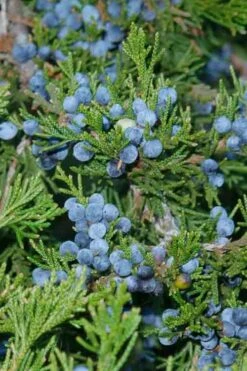 Canaertii Juniper (Red Cedar) - 3 Gallon Pot -Foliage Dream Sales Store juniperus virginiana canaertii eatern red cedar 4 1