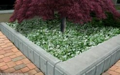 Purple Dragon Lamium - 1 Gallon Pot -Foliage Dream Sales Store lamium maculatam white nancy spotted dead nettle 105