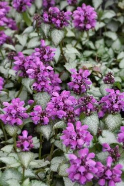 Purple Dragon Lamium - 1 Gallon Pot -Foliage Dream Sales Store lamium maculatum purple dragon 3
