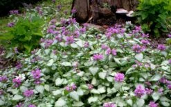 Purple Dragon Lamium - 1 Gallon Pot -Foliage Dream Sales Store lamium maculatum purple dragon 4