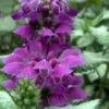 Purple Dragon Lamium - 1 Gallon Pot