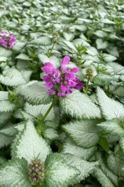 Purple Dragon Lamium - 1 Gallon Pot -Foliage Dream Sales Store lamium maculatum purple dragon 7