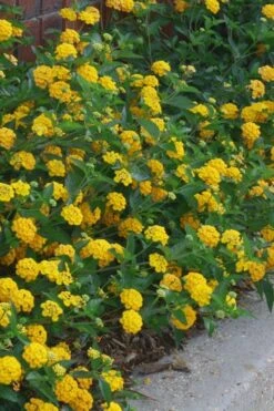 New Gold Hardy Lantana - 6 Pack Of 1 Gallon Pots 9 New Gold Hardy Lantana - 6 Pack Of 1 Gallon Pots -Foliage Dream Sales Store lantana new gold 10