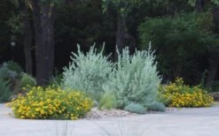 New Gold Hardy Lantana - 5 Pack Of Pint Pots -Foliage Dream Sales Store lantana new gold 11 1