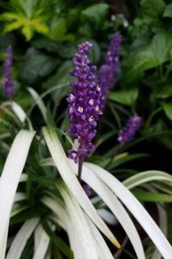 Okina Liriope (Frosted Monkey Grass) - 6 Pack Of 1 Gallon Pots -Foliage Dream Sales Store liriope muscari okina lilyturf 4